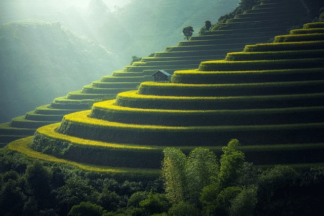 rice plantation, thailand, nature