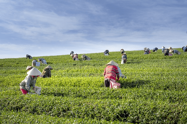 tea, farm, vietnam