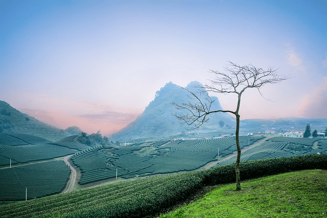 tea plantation, moc chau tea hills, eart tea plantation